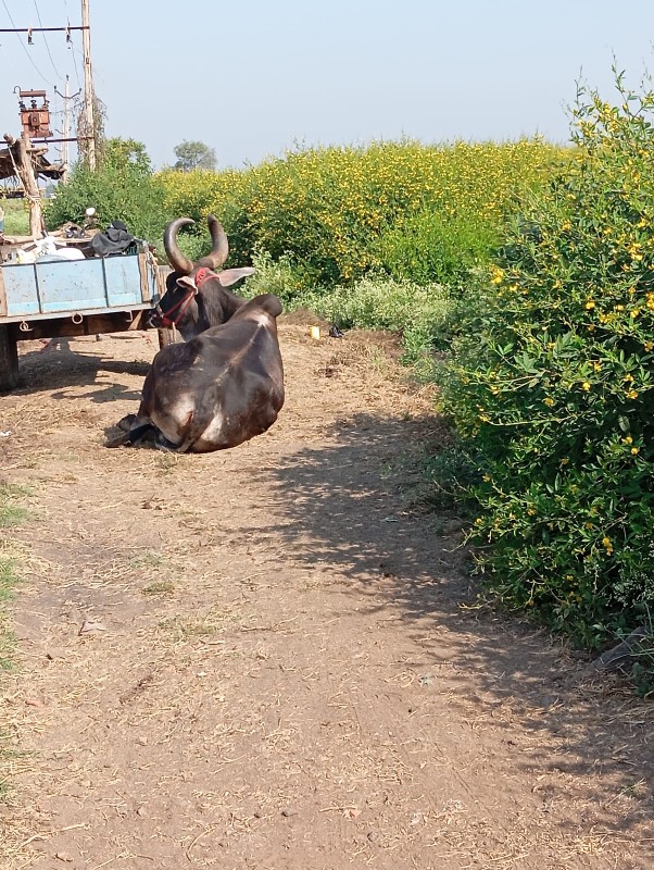 બળદ વેચવાનો છે‌...