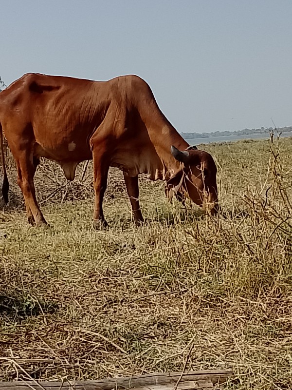 ગાય ગાભણી છે હા...