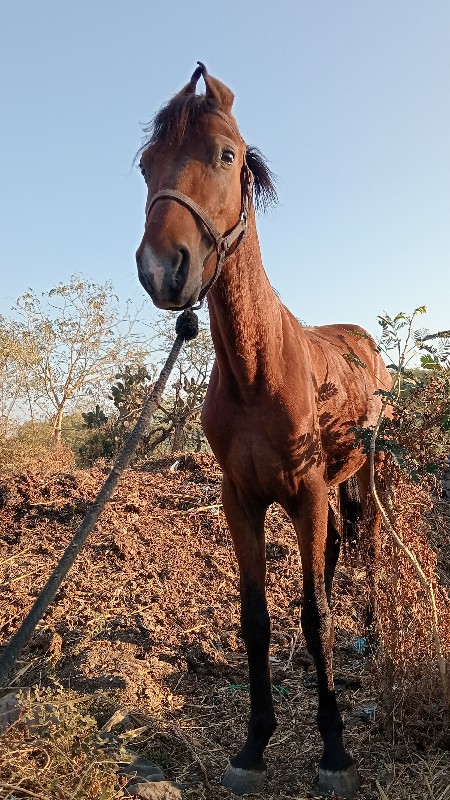 ધોડો વેસવાનો છે