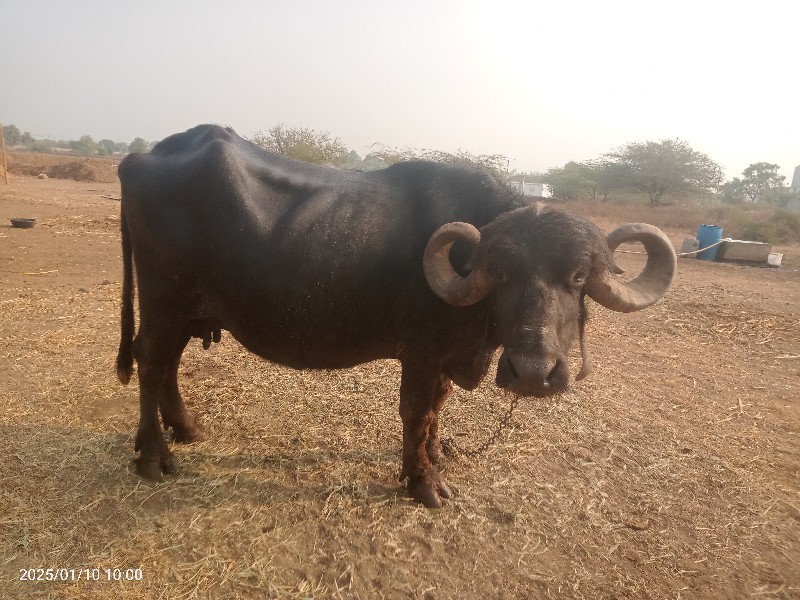 ભેંસ વેચવાની છે