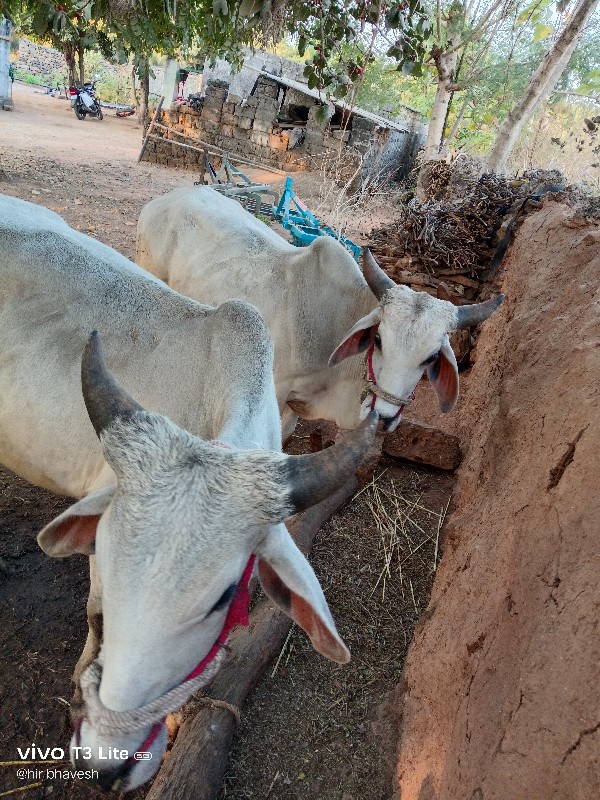 ગોઢલા બળદ વેચવા...