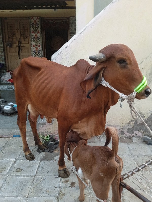 ગીર હોડકી વેચવા...