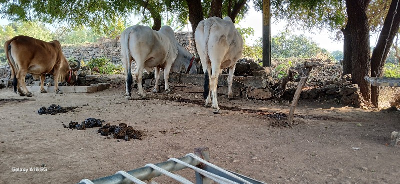 બળદ વેચવાના છે