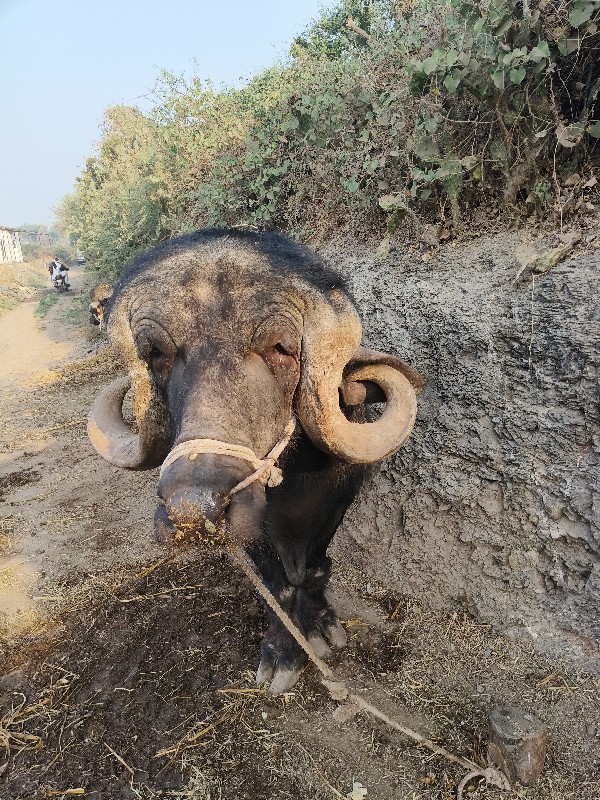 પાડો વેચવાનો