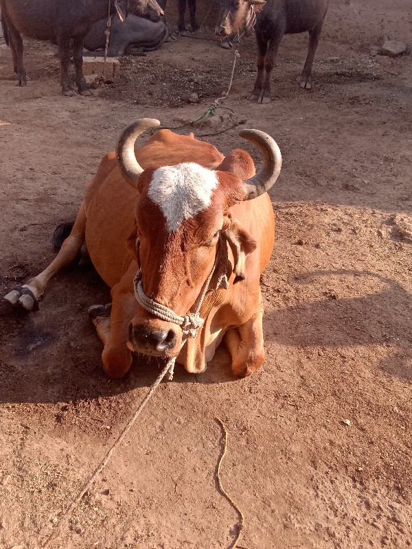 ગાય