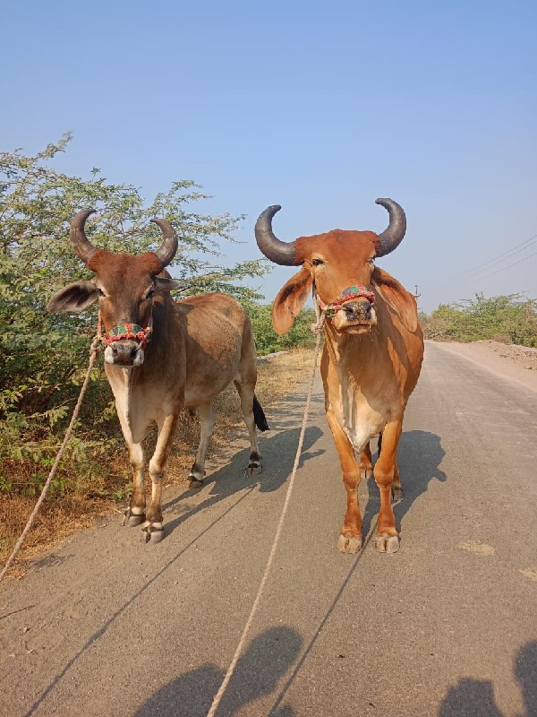 ઘોધલા વેચવા ના...