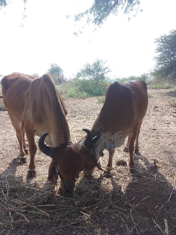 ગોધલા