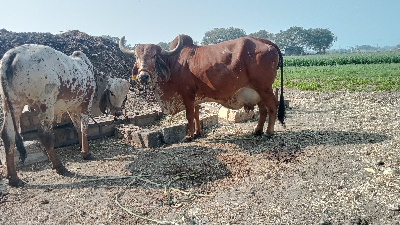 ગાય વેચવાની છે