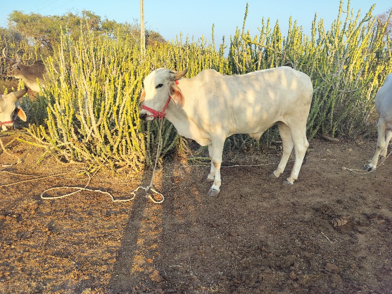 લેવાનો છે