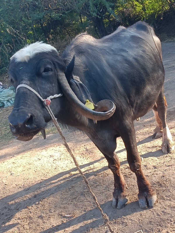 ભેસ વેસવી વેણલ...