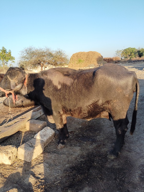 ભેસ વેચવાની છે