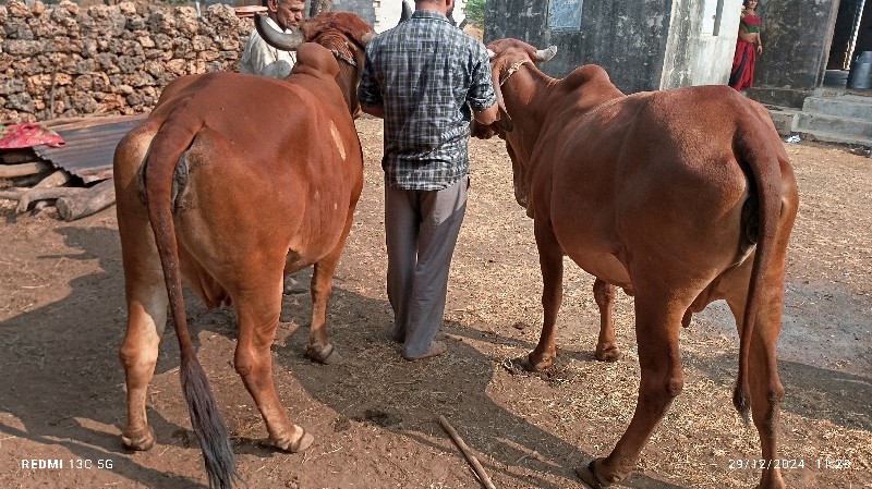 ગીર ગાયુ વેચવાન...