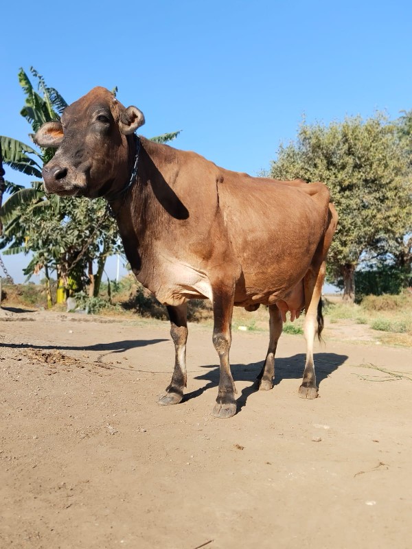 ગાય વેચવાની છે