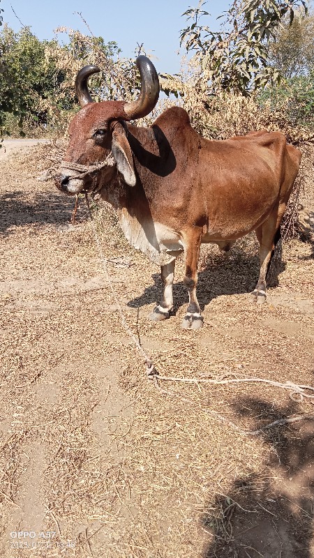 બળદ વેચવાનો છે