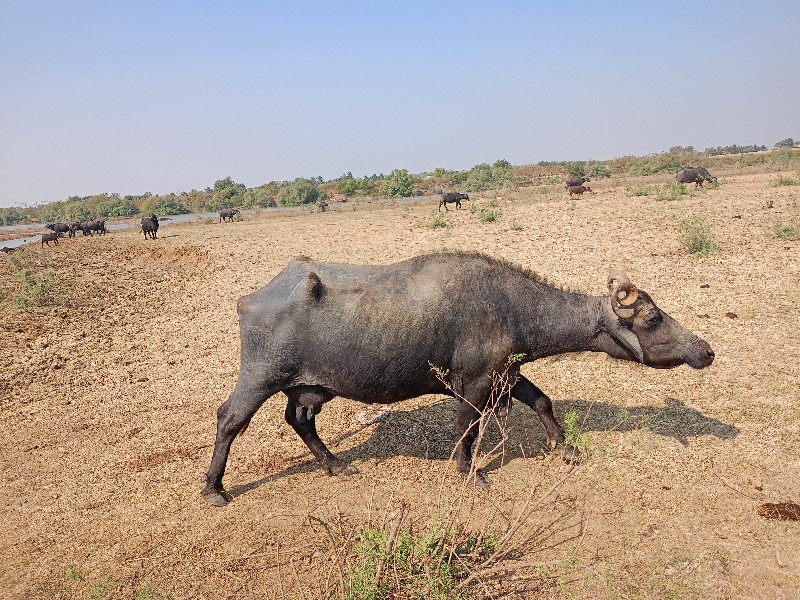 Bhains Vaish