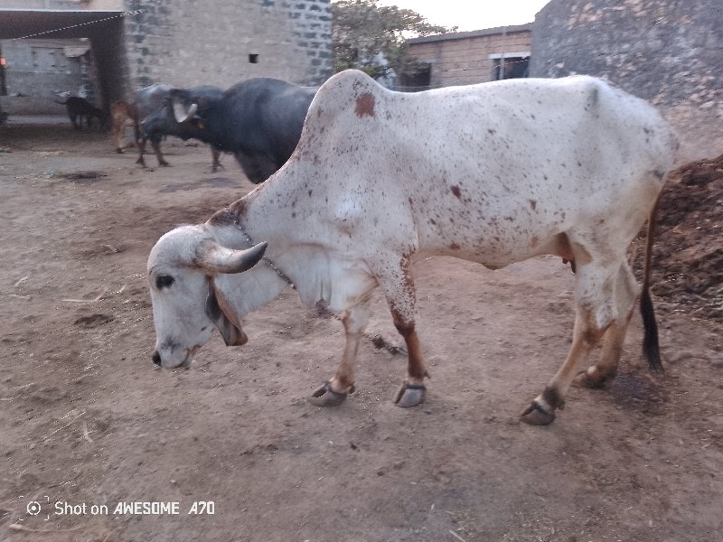 ગીર ગાય વેસવાની...