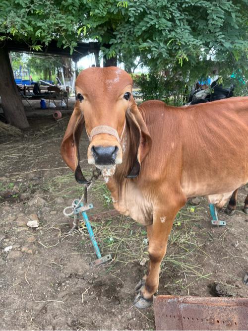 ગીર વાછડો