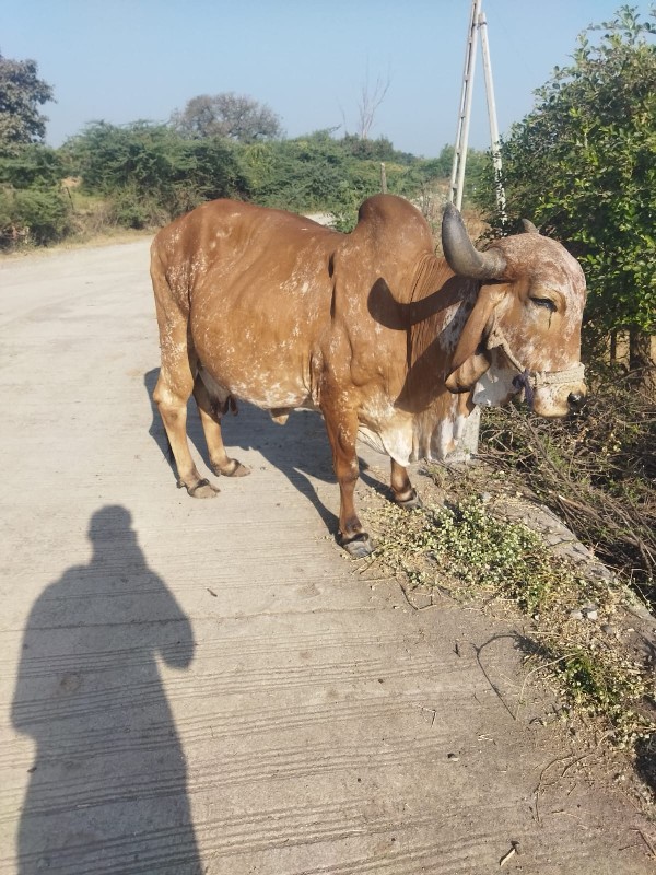 ગાય વેચવાની છે