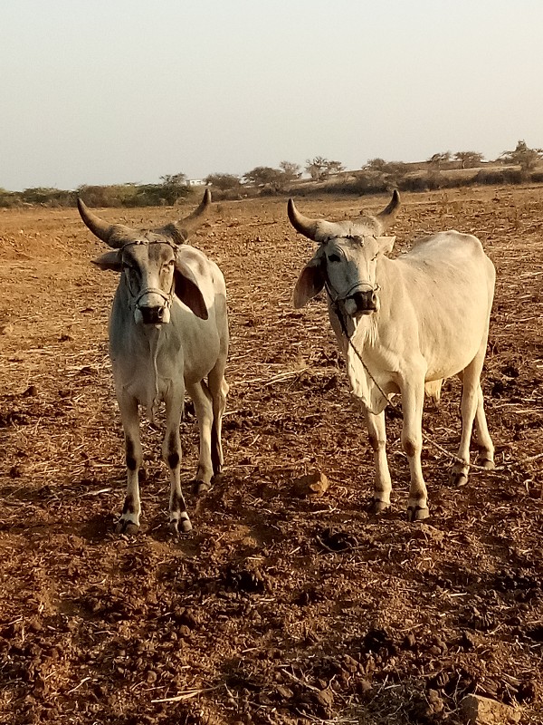 ગો ઢ લા