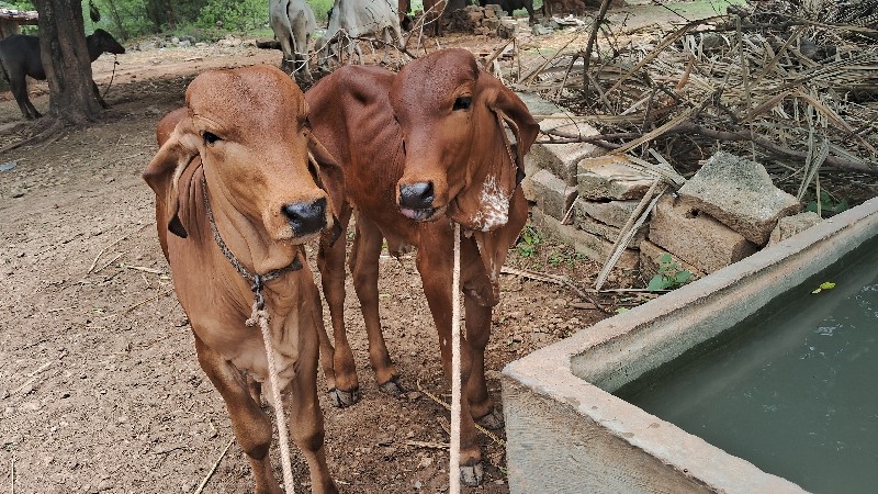 બે વાસડા દેવાના...