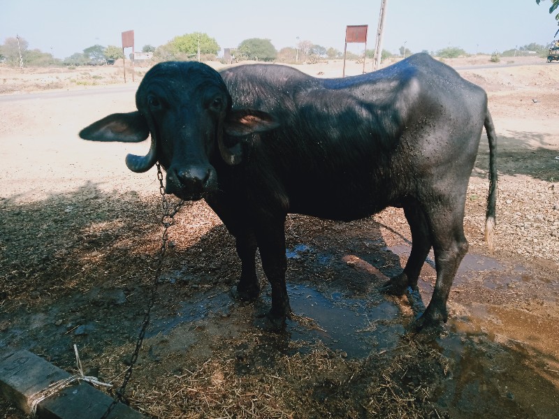 ભેંસ વેચવાની છે