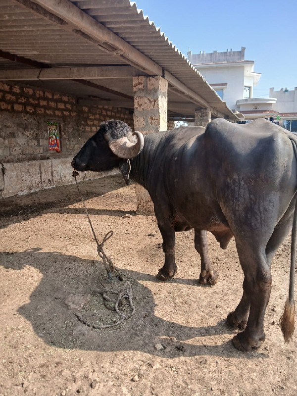 પાડો વેશવા નો છ...