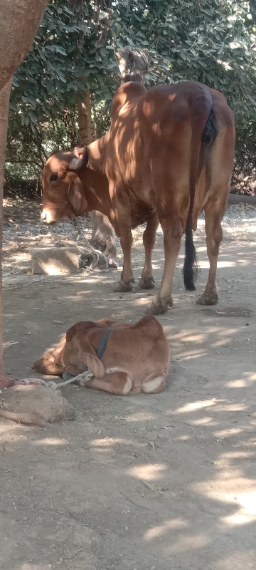 ગાય વેચવાની છે