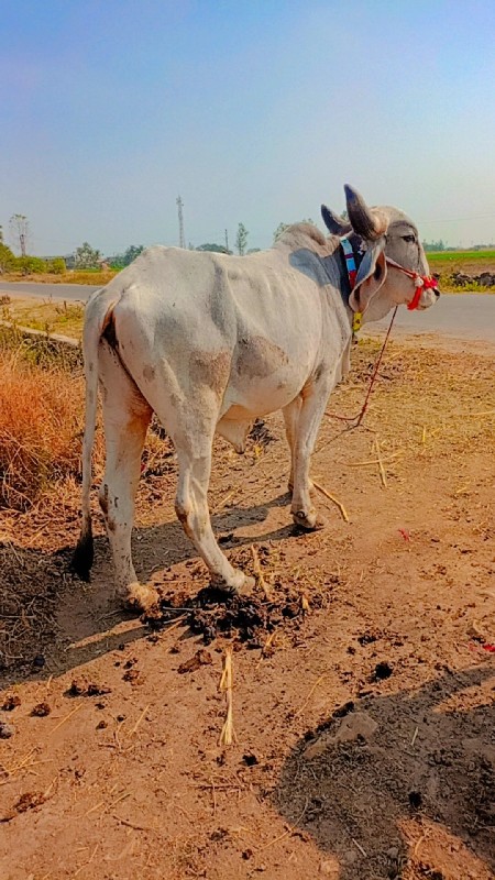 એક વાણી વાવેલ્સ...