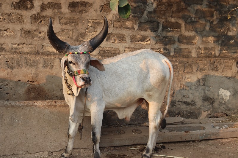 પેલી ધર ના ગોધલ...