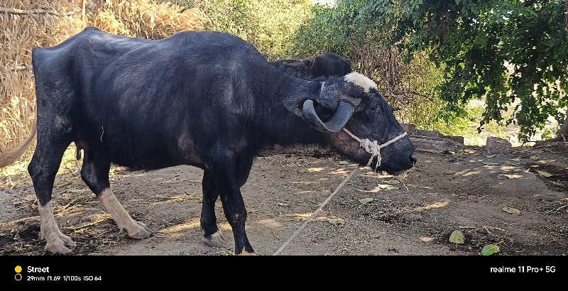 ભેંસ વેચવાની છે