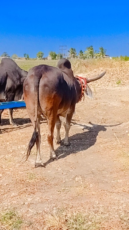 એકવાર ફુલ જવાબદ...