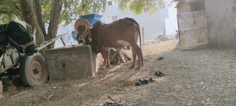 ગાય વેચવાની છે...