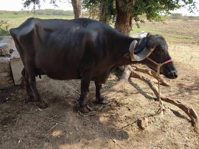 47 દિવસ ની વણેળ...