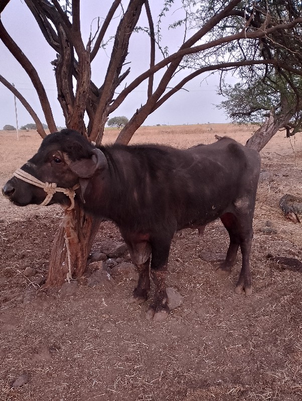 પાડો વેચવાનો છે...