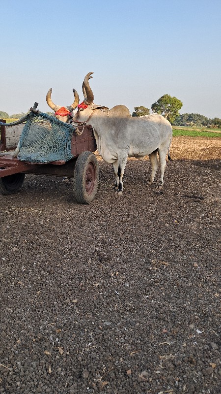 બળદ વેચવા ના છે