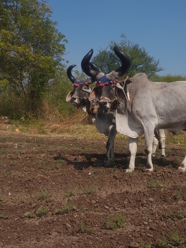 રીજવાન  ભાઈ