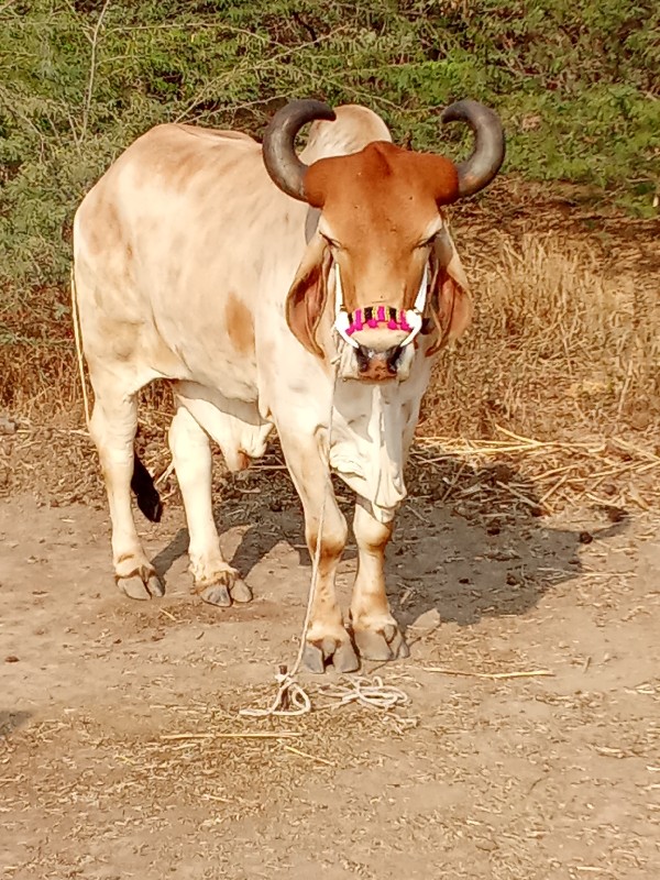 ત્રીજી ત્રીજી ધ...