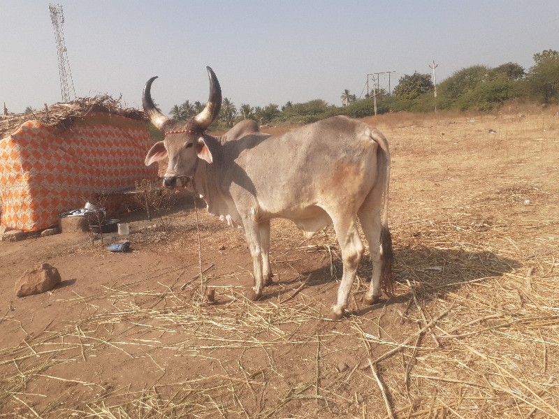 બળદ વેચવાના છે