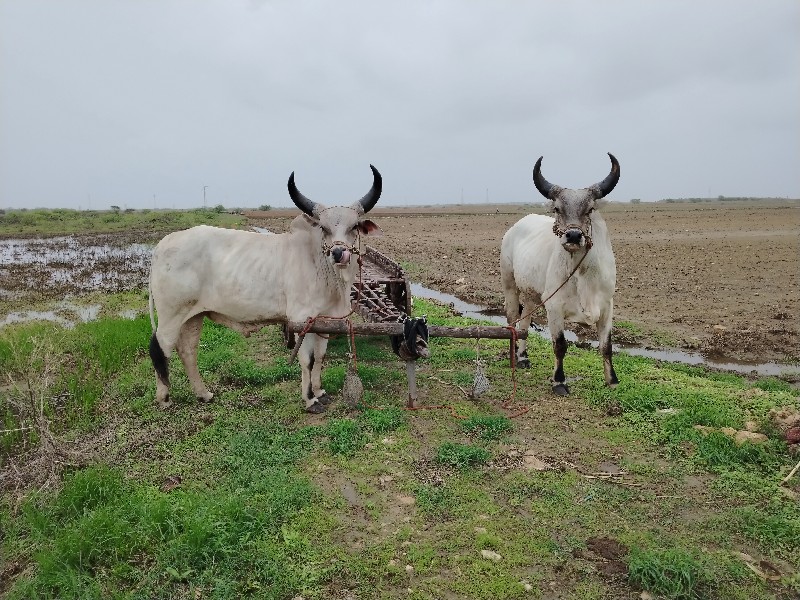 ગોદલા  દાદપુરા