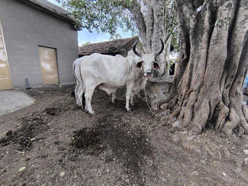 વઢીયારા બળદ વેચ...