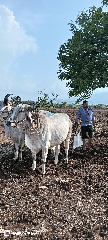 બળદ વેચવાના છે