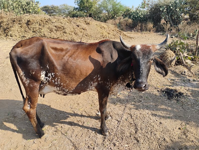 બીજું વેતર જરસી...