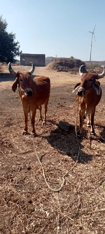 બળદ વેચવાના છે...