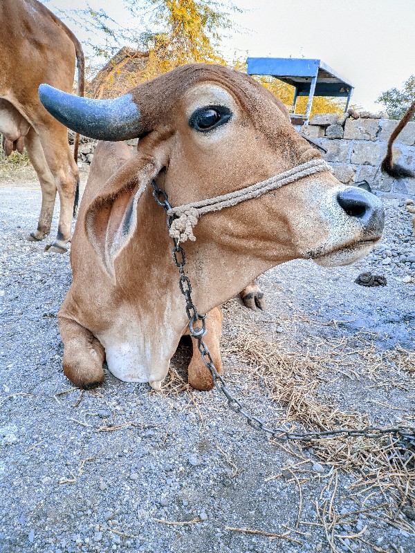 પહેલવેતરી ગાય વ...