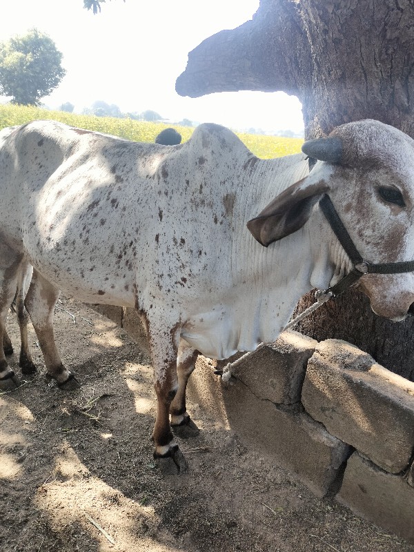 વોડકા હારે સાટુ...