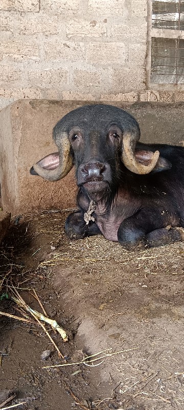 પાડો વેચવાનો છે