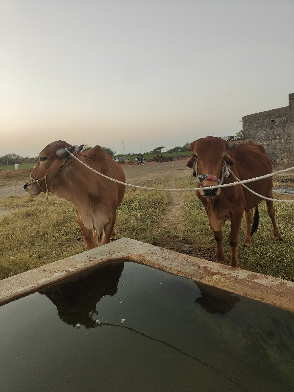 ગોધલા વેચવા ના...