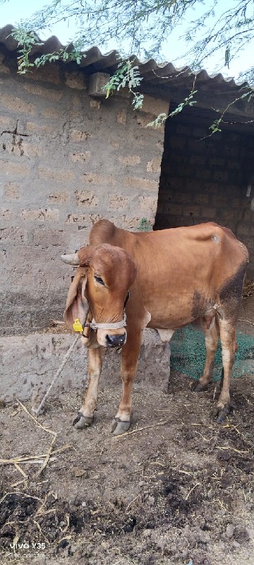 ગીર ગાય વેસવાની...