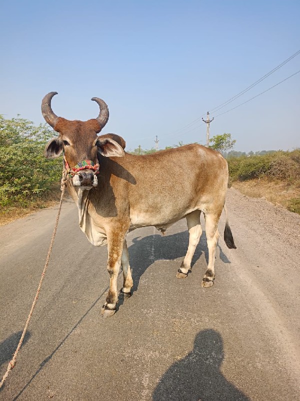 ઘોધલા વેચવા ના...