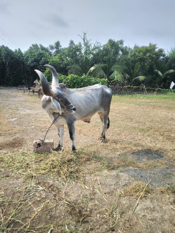 બળદ વેચવાનો છે